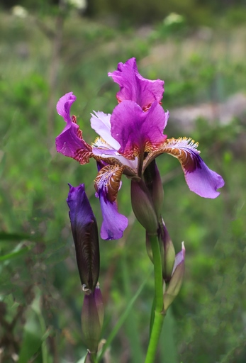 Iris alberti